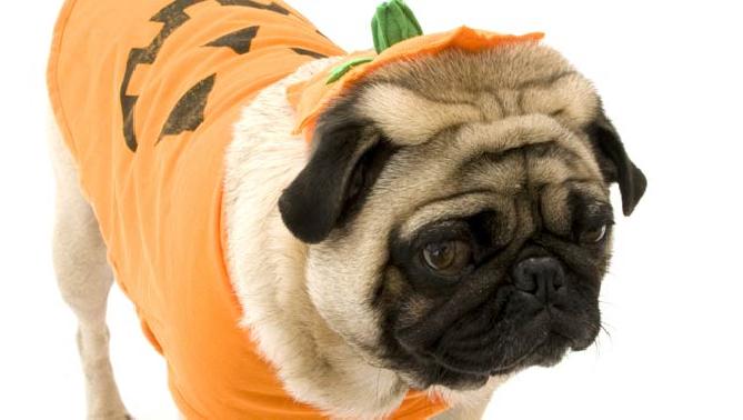 Disfraces de halloween caseros para perros - Mascotips en Mascotas Ya