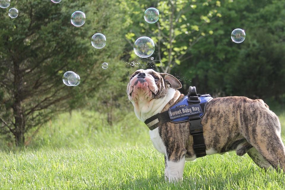 perro burbuja pixb