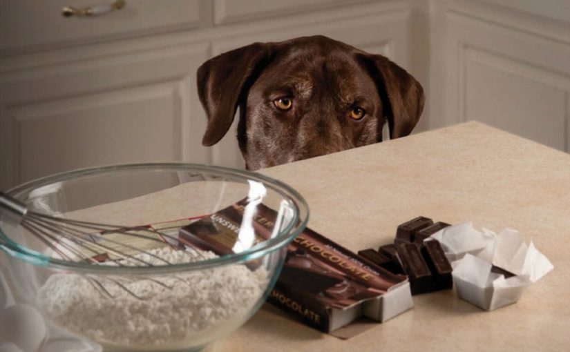 chocolate toxico perros